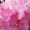 Catawba Rhododendron