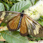Actinote butterfly