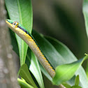 Mexican Parrot Snake
