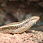 Brahminy skink