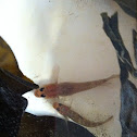 Black eye goby