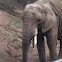 African elephant