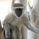 Vervet Monkey
