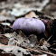Blewit