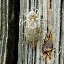 Dragonfly nymph molted exoskeleton