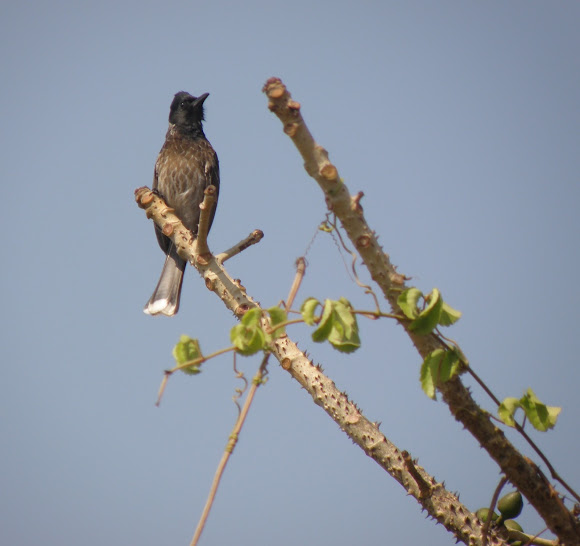 Spotting Image 1
