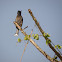Red Vented Bulbul