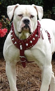 How to mod American Bulldog Puzzle patch 1.0 apk for android