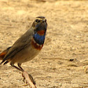 Bluethroat