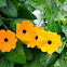 Blackeyed Susan vine