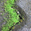Moss