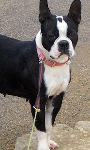 How to get Boston Terriers Wallpapers patch 1.0 apk for android