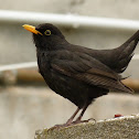 Common Blackbird