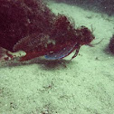 Sea robin