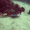 Sea robin