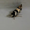 Banded concealer moth