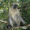 Zanzibar red colobus