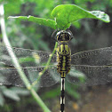 Green Marsh Hawk / slender skimmer
