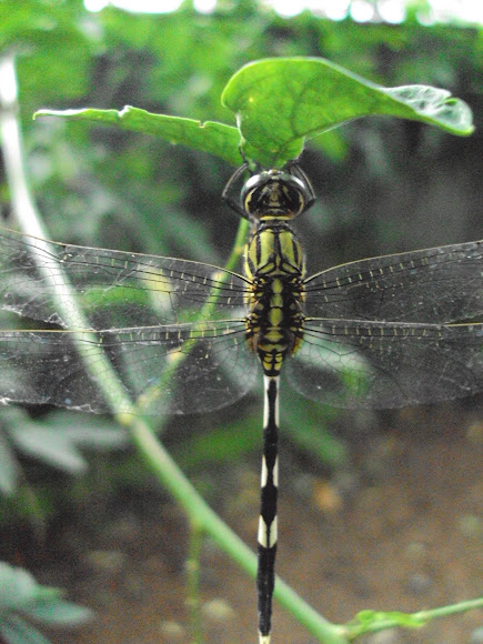 Spotting Image 1