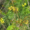 yellow flowers