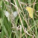 Clouded Sulphur or Common Sulphur