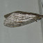 Fishfly
