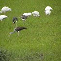 American White Ibis