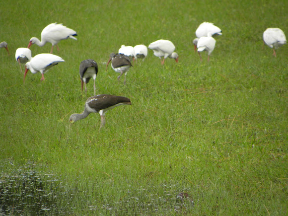 Spotting Image 1