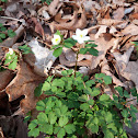 False Rue Anemone