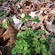 False Rue Anemone