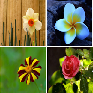 How to install Flower Wallpaper 1.0 unlimited apk for laptop