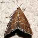 Crambid Snout Moth