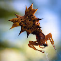 Spined Micrathena
