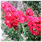 Crepe Myrtle