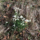 Snowdrop