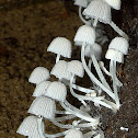 Unknown fungi