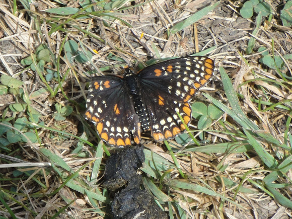 Spotting Image 1