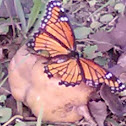 viceroy