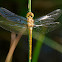Libélula (Common Darter)