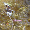 Widow Skimmer and Roseate Skimmer