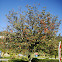 Sorbus / Brekinja