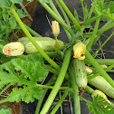 Courgette/Abobrinha