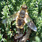 Bee Fly