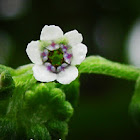 wild flower