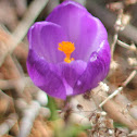 spring crocus