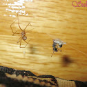 daddy longlegs with prey