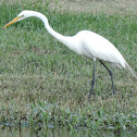 Great Egret