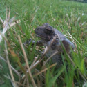 Copes gray tree frog