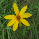 Tall Coneflower, Cutleaf Coneflower 