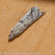 Moth